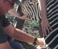 Injecting mountain zebra_Wildlife Vets Namibia