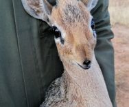 Dik-dik immobilization_Wildlife Vets Namibia