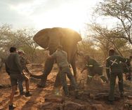 Elephant immobilization_Wildlife Vets Namibia