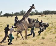 Giraffe capture_Wildlife Vets Namibia