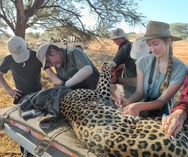 Leopard immobilization_Wildlife Vets Namibia