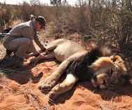 Lion immobilization_Wildlife Vets Namibia