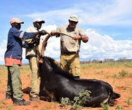 Measuring horns Sable_Wildlife Vets Namibia
