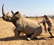 Rhino immobilization_Wildlife Vets Namibia
